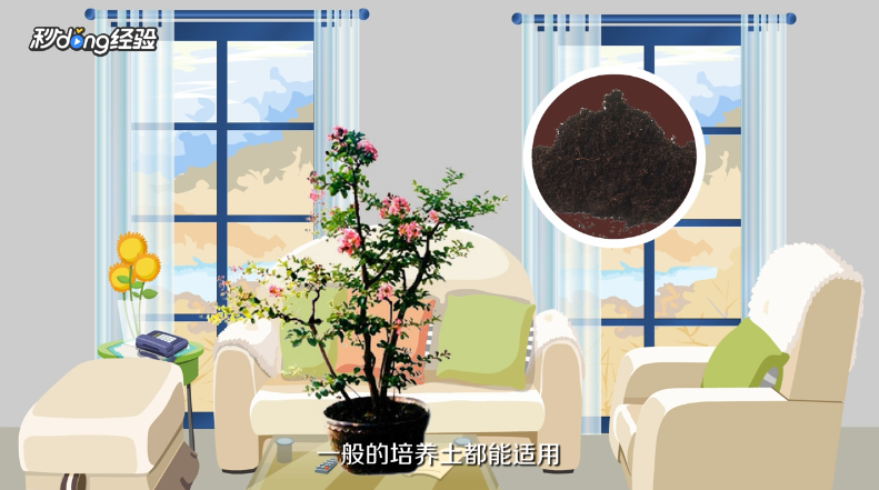 紫薇花如何养殖