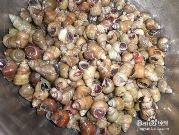 田螺如何清洗干净?