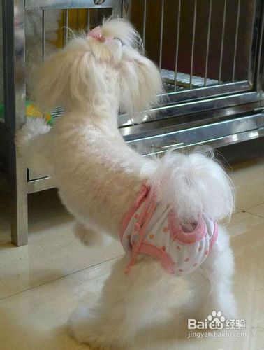 西施犬的美容护理