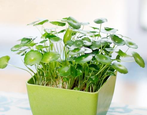 卧室晚上为什么不能放植物