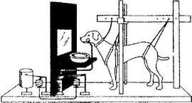 和动物相关的著名实验,如