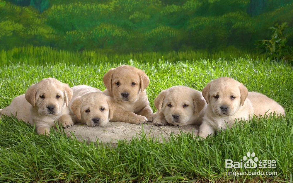 怎么样才能走出丢失狗狗的痛苦