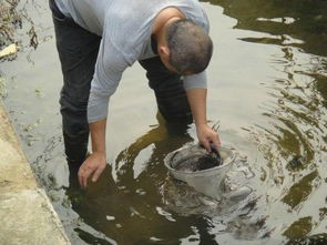 沙虫子钓鱼怎么看漂