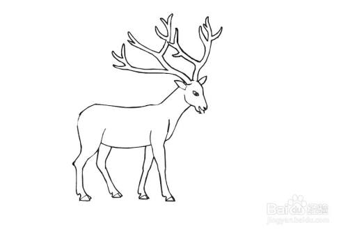 麋鹿母子的画法