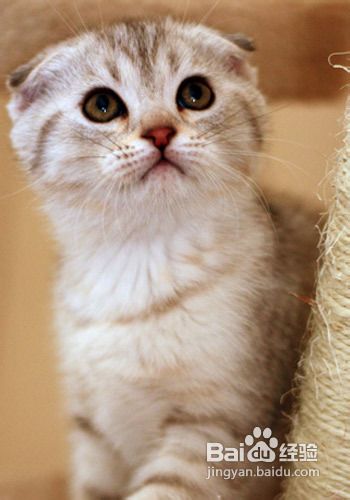 猫咪怎样吃鱼才能保持健康