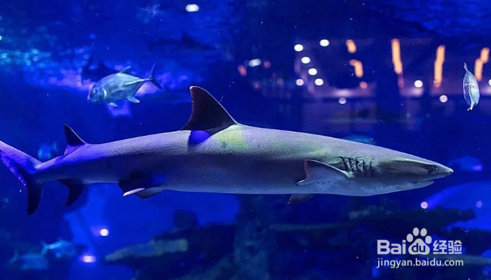 海底生存怎么玩