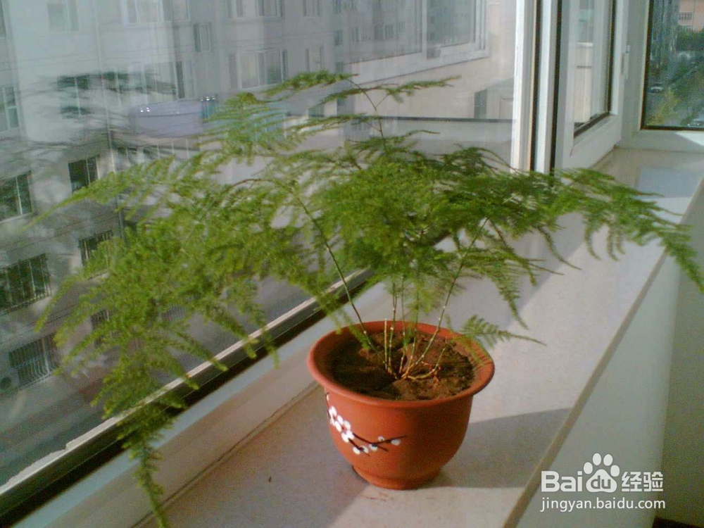 文竹的养殖方法和注意事项