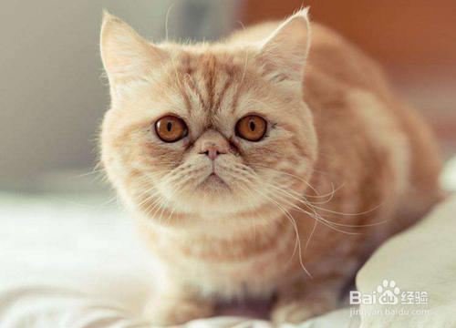 波斯猫一直去尿尿是什么原因