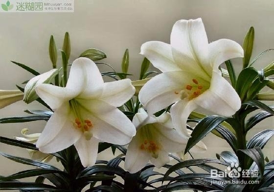 百合花怎么养 种植及繁殖方法要点大分享