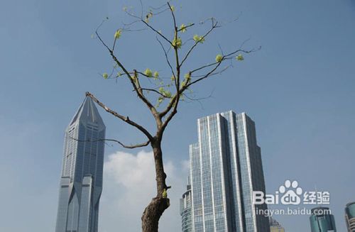 摄影构图的十大禁忌