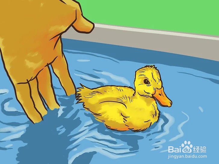 如何照顾小鸭子