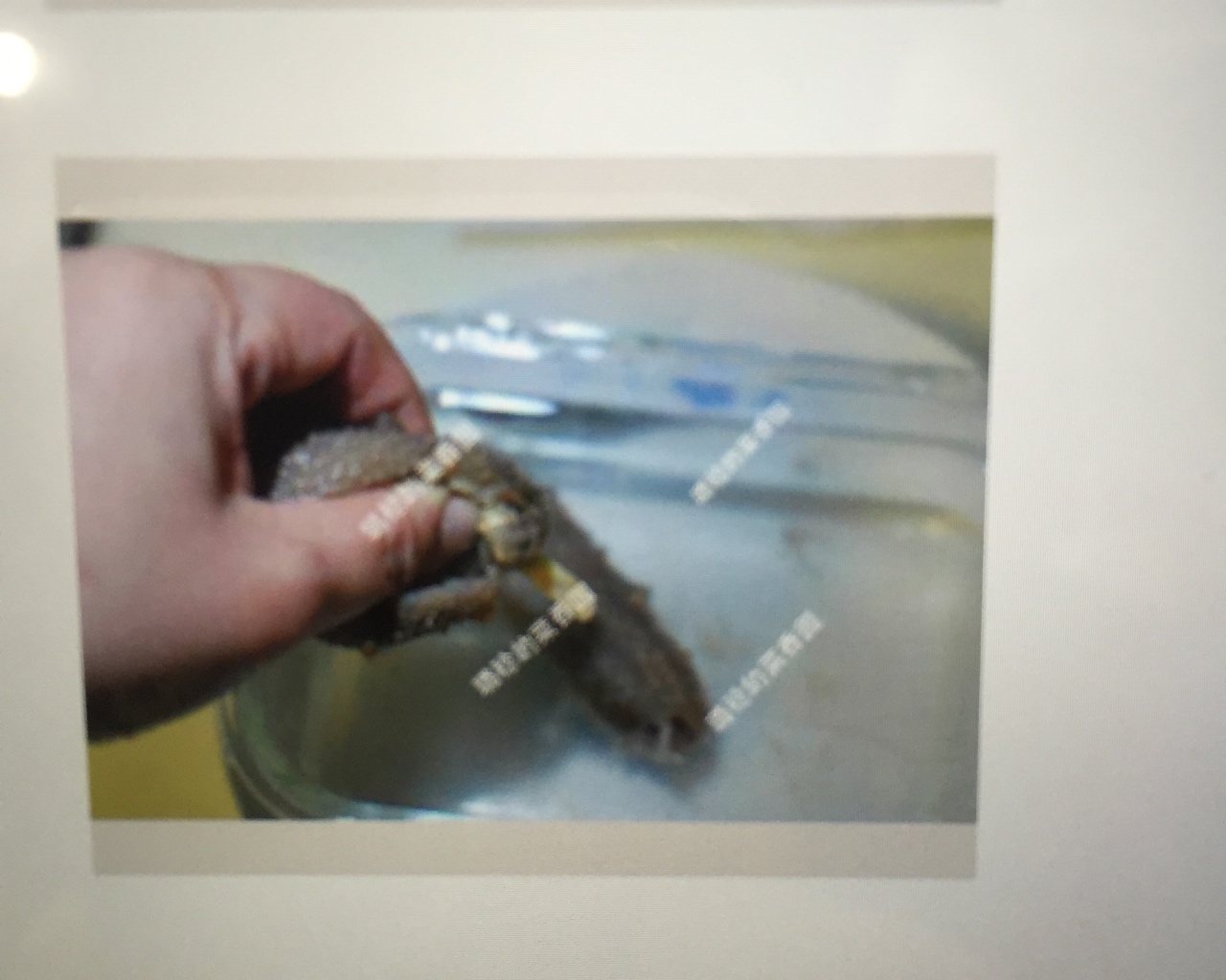 传统海参发制法，原料这么贵，一定要好好利用！