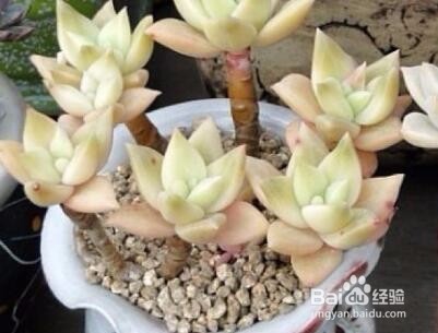 盆栽植物怎么养?