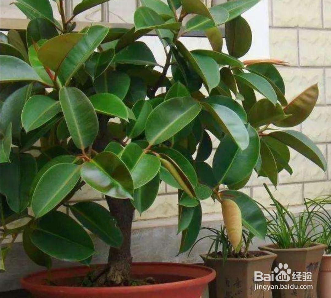 象皮树冬季怎么养