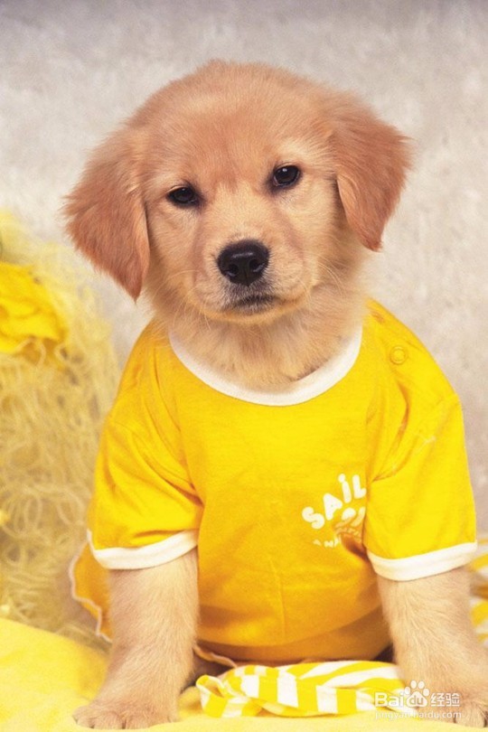 如何分辨宠物美容学校的好坏