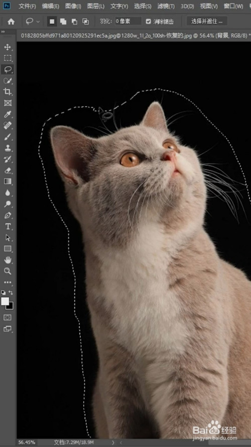 ps中如何抠猫咪