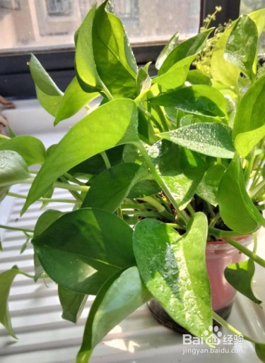 冬天供暖开暖气,家里太干燥怎么办?