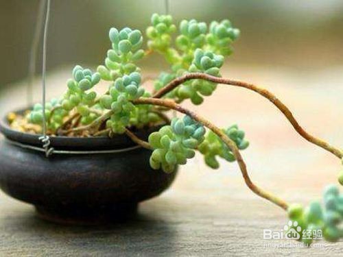 多肉植物什么是老桩？