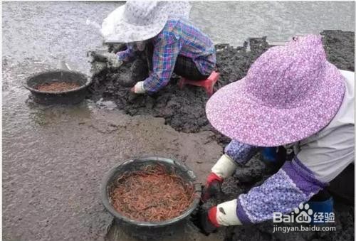 怎样挖沙蚕简单