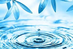 女人吃什么补肾养巢？