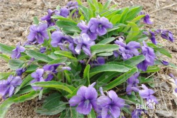 紫花地丁的养殖小贴士