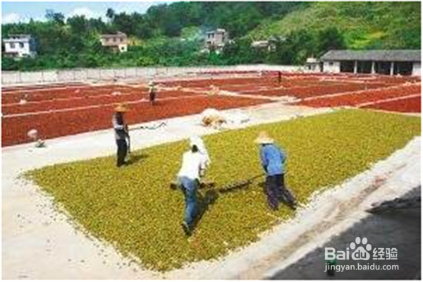 八角烘干方法和八角烘干机的选择