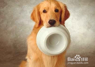 怎么让狗觉得你是老大