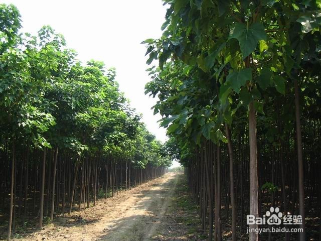 哪几种症状影响高三一轮复习