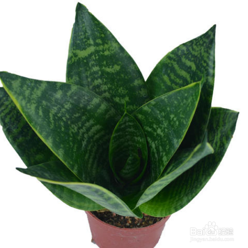 虎耳兰的养殖方法有哪些?