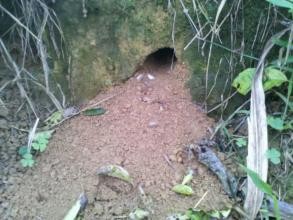 家里有老鼠怎么办