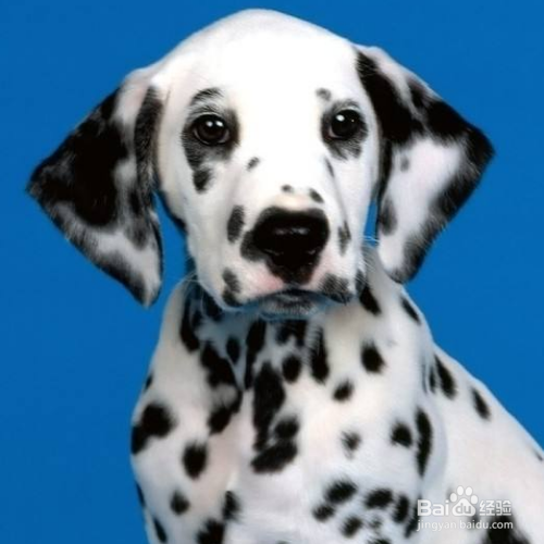 养斑点狗需要注意些什么？
