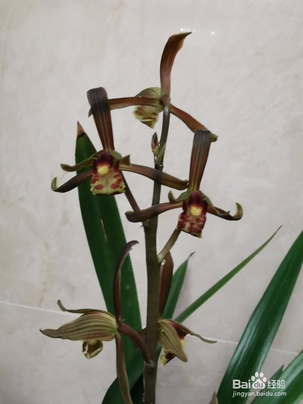 春节前种的兰花终于开花了