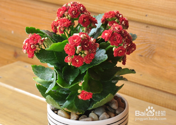 哪些盆栽植物是冬季开花的?