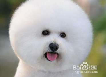 处理比熊犬泪痕的七大方法