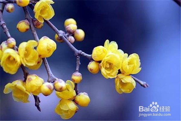 腊梅应该怎么养