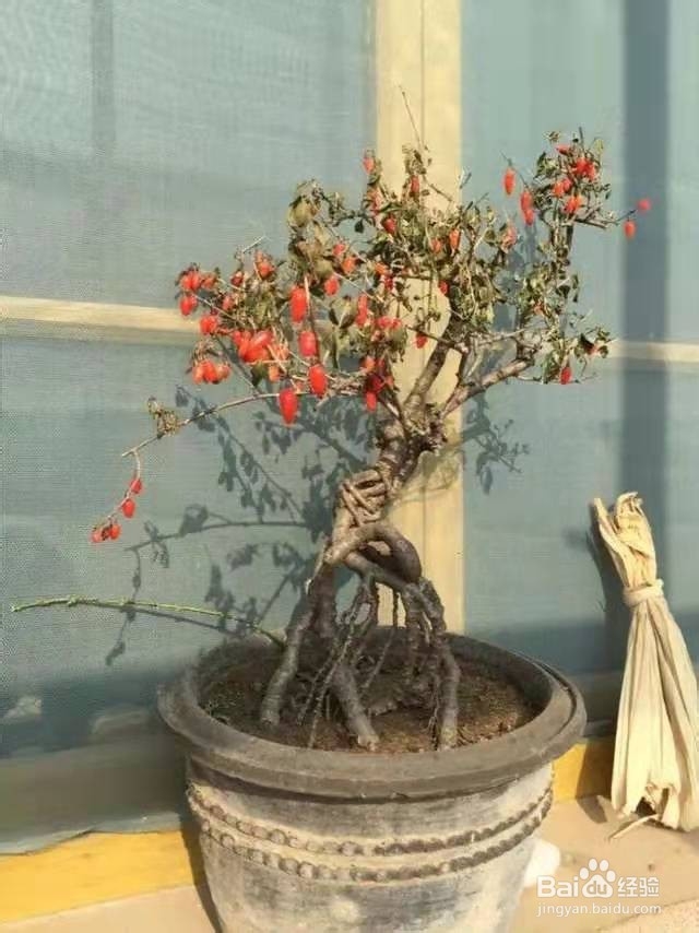 爱喝茶的花友们,试试养这几种植物