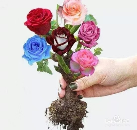 网上买到假月季,1个小窍门,养出7色月季花海