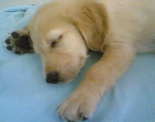 金毛日常护理常识，金毛怎么护理