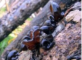 哪些食物自带有毒物质