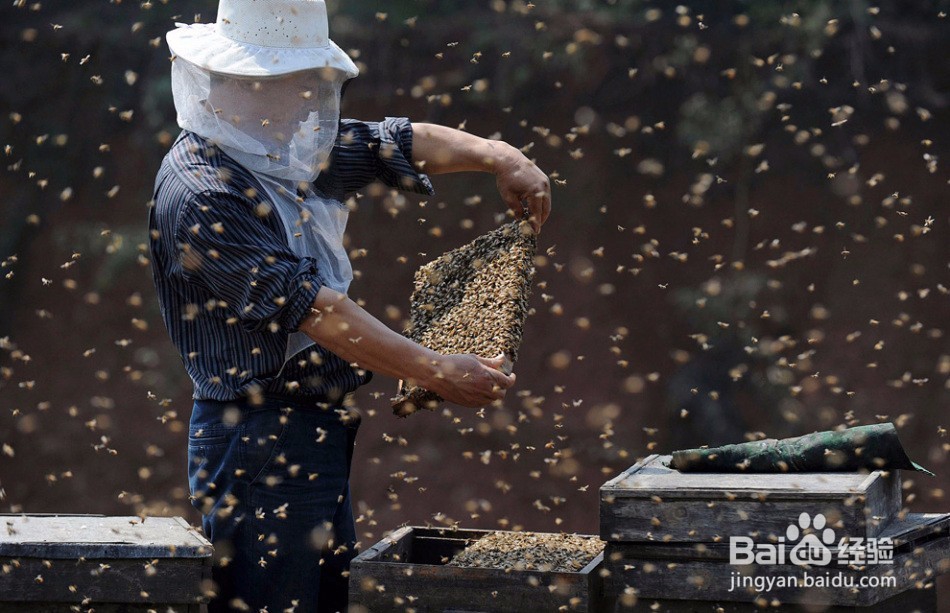 如何养蜂?养蜂的方法?