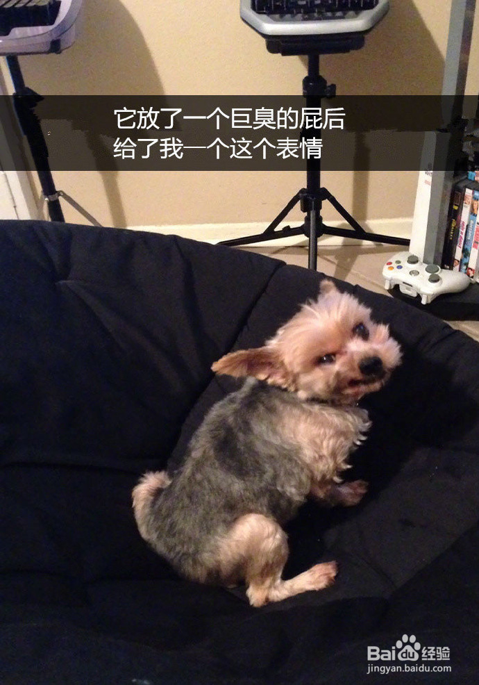 网友拍下的自家蠢汪的搞笑瞬间，这是要成精啊