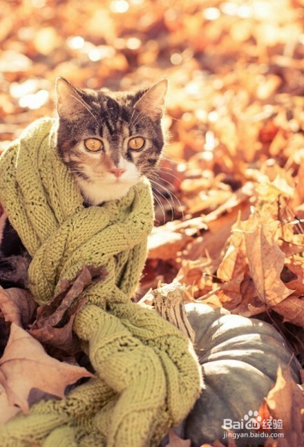 萌喵演绎9款围巾不同搭配,我的心已经被萌化了