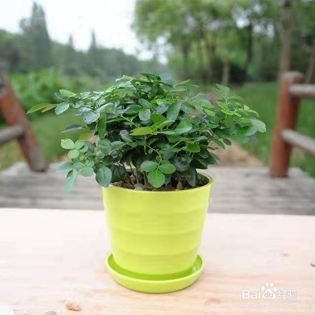 花香胜桂花，阳台上养一盆，天天都有好空气！