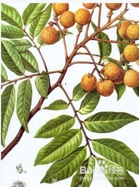 什么食物让您睡得更香