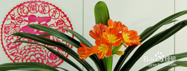 君子兰的养殖方法注意事项有哪些,这你知道吗?