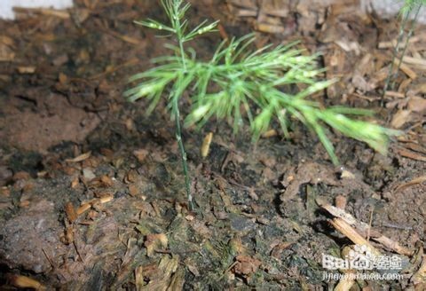 文竹养殖十大注意事项,