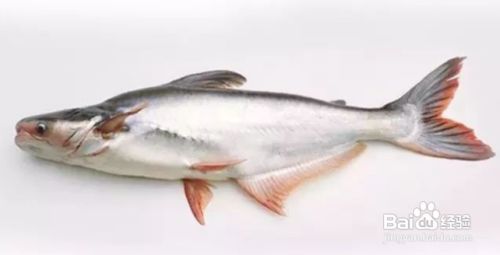 巴沙鱼营养价值及功效 百度经验