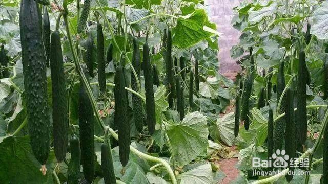黄瓜如何嫁接育苗?