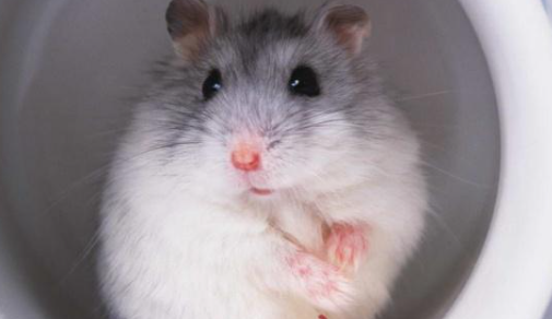 仓鼠的眼睛长的红红的爆出来了是什么原因