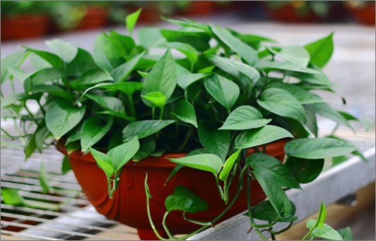 幼儿园教师节祝福话语 简洁的经典